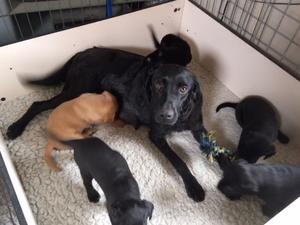 Tet and her pups, 4weeks old.
