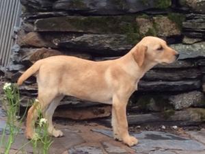 At 13 weeks