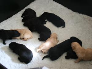 A quiet phase in the house