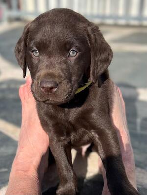 The dog puppy