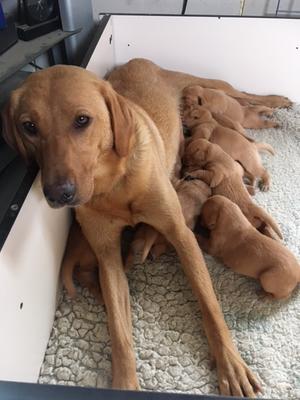 Flickers last litter