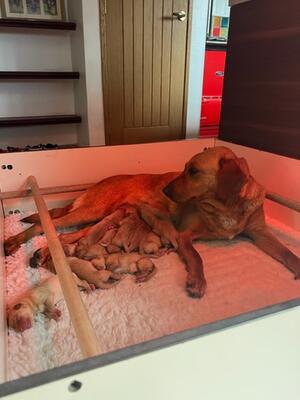 1 day old