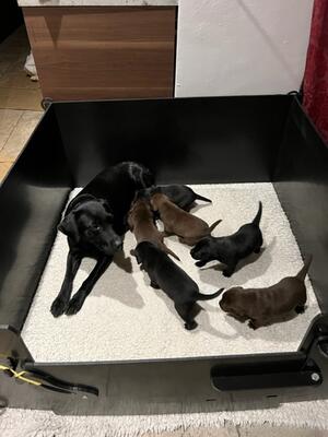 Skye and her litter at 3 weeks.