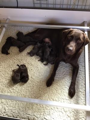 Siuna and her pups, 1day old.