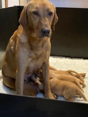 Flickrer and her pups