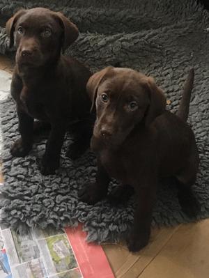 Dog puppy on left.