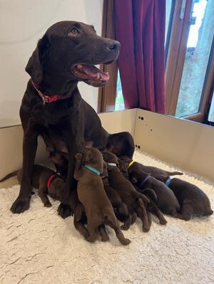 Ffi and her pups