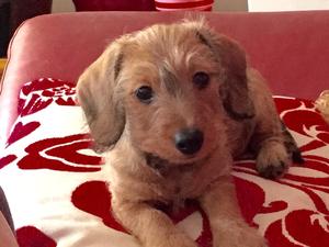 One lovely dog puppy now for sale