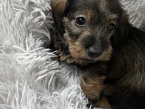 Wild boar puppy