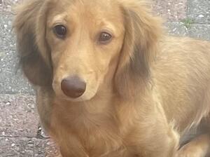 Dog puppy