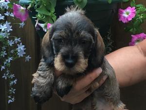 Dog puppy