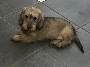Red dog puppies