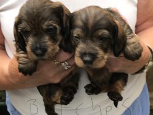 Bitch puppies