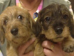 puppies at 6weeks