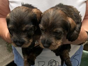Dog puppies brindle