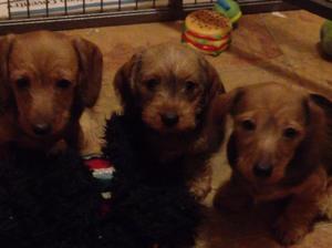 red puppies