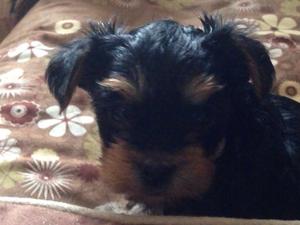 One of the girls 5 weeks old