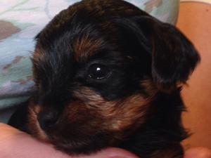 little boy  4 weeks old
