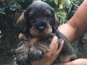 Bitch puppy