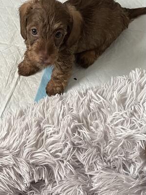 Choc and tan bitch puppyi