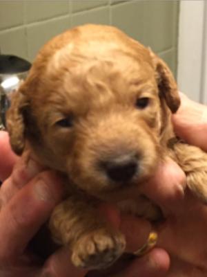 One of the puppies at 2weeks