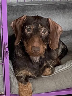 Jacob is a lovely little dog