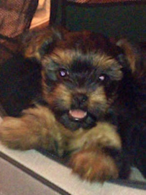 PUPPY AT 7 WEEKS