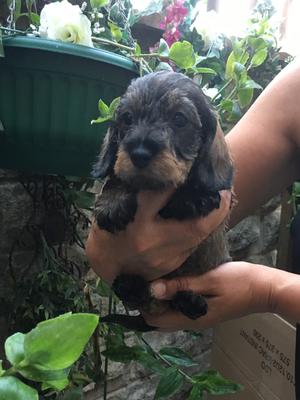 Bitch puppy
