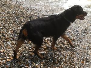 Shanti 10 1/2 yrs young At the beach