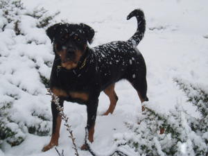 Zanna in the Snow