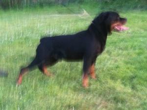 Riley still looking good at 9 1/2 yrs young