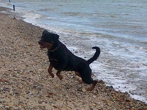 Zanna playing at the Beach