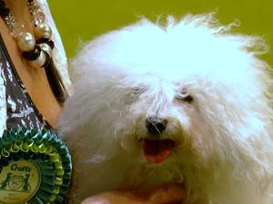 Crufts BOB 2012