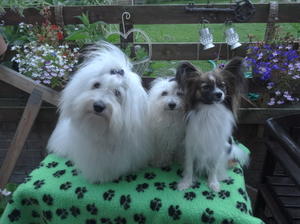 The 3 'Muskahounds'