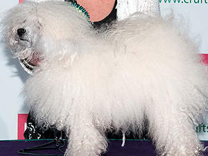 Crufts BOB 2012