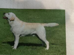 Sh Ch Trendlewood Born to run JW