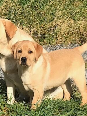 Cassie with a pup from first litter