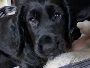 Puppy