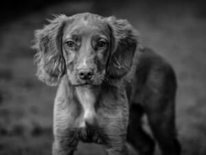 Dam at twenty weeks old