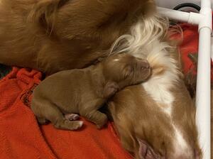 Available dog pup