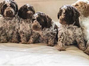 AS A PUPPY