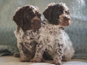 LAGOTTO PUPPIES