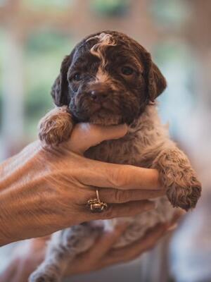 LITTLE GIRL AVAILABLE