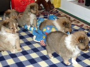 puppies now 5 weeks old