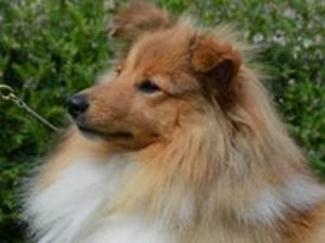 Puppies mum