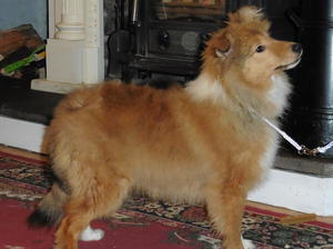 PUPPY AT 5 MONTHS OLD