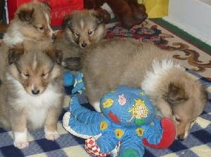puppies at 5 weeks old