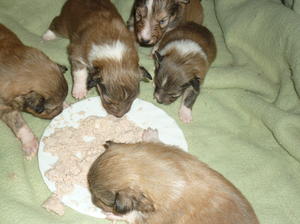PUPPIES TUCKING INTO 1ST MEAL