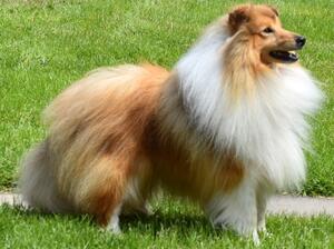 Foxstones Eyecatcher