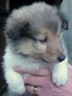 PUPPY DOG AVAILABLE AGED 6 WEEKS